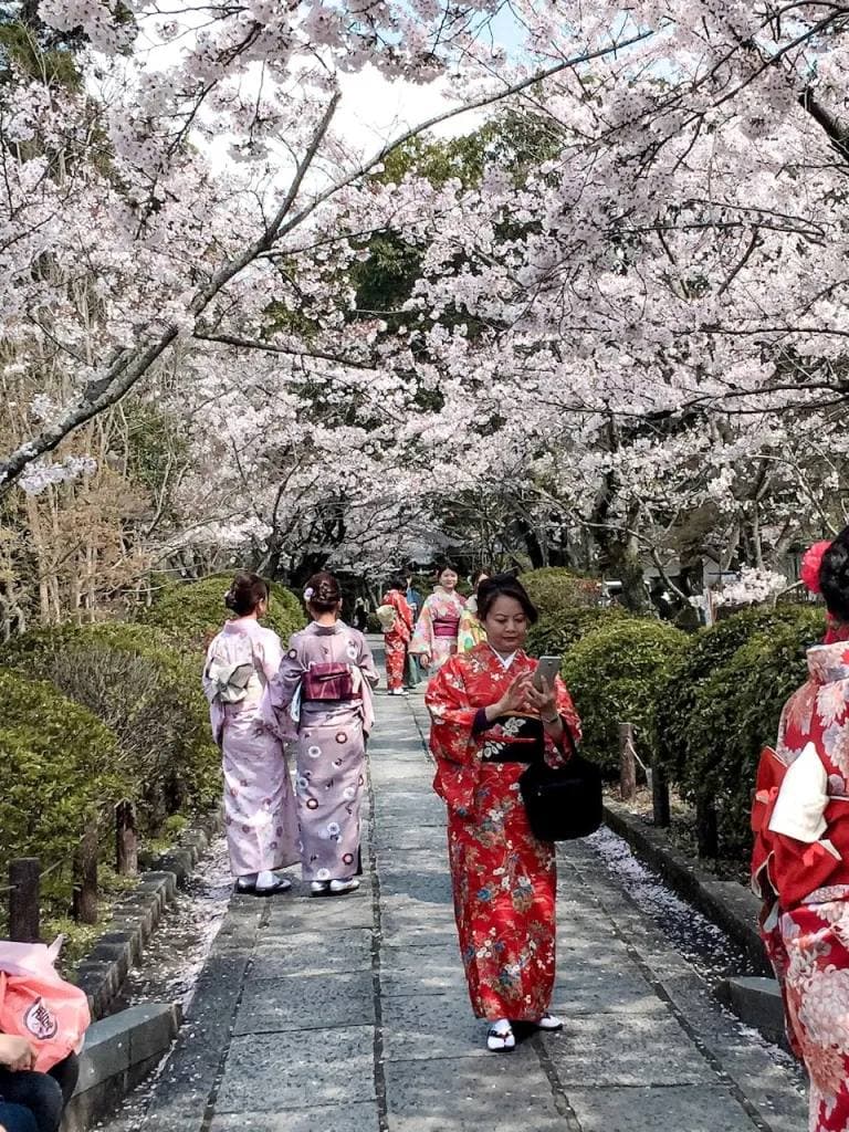 People in kimono walking along a path under cherry blossoms